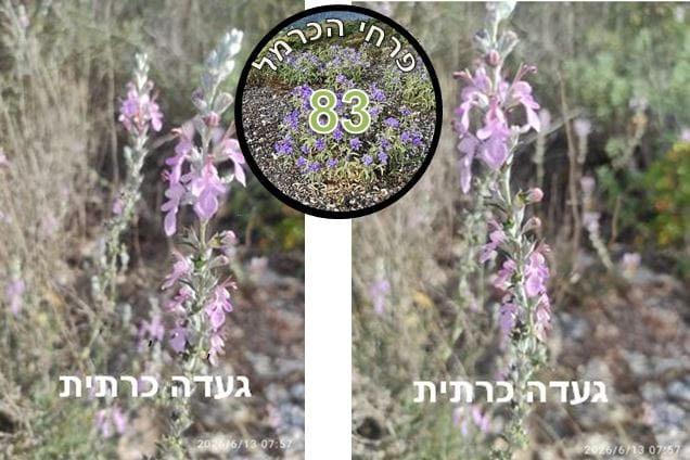 געדה כרתית • צילום: דני כץ