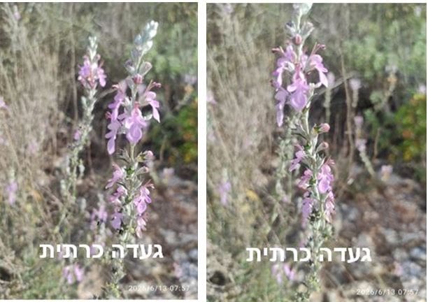 געדה כרתית • צילום: דני כץ