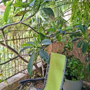 בבית אלדד בק – פינת שקט ומרגוע בגינת הבית (צילום: רחלי אורבך)
