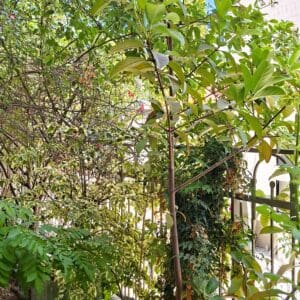 בבית אלדד בק – כחול השמיים וירוק גינת הבית (צילום: רחלי אורבך)