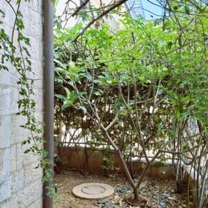 בבית אלדד בק – מבט אל גינת הבית (צילום: רחלי אורבך)