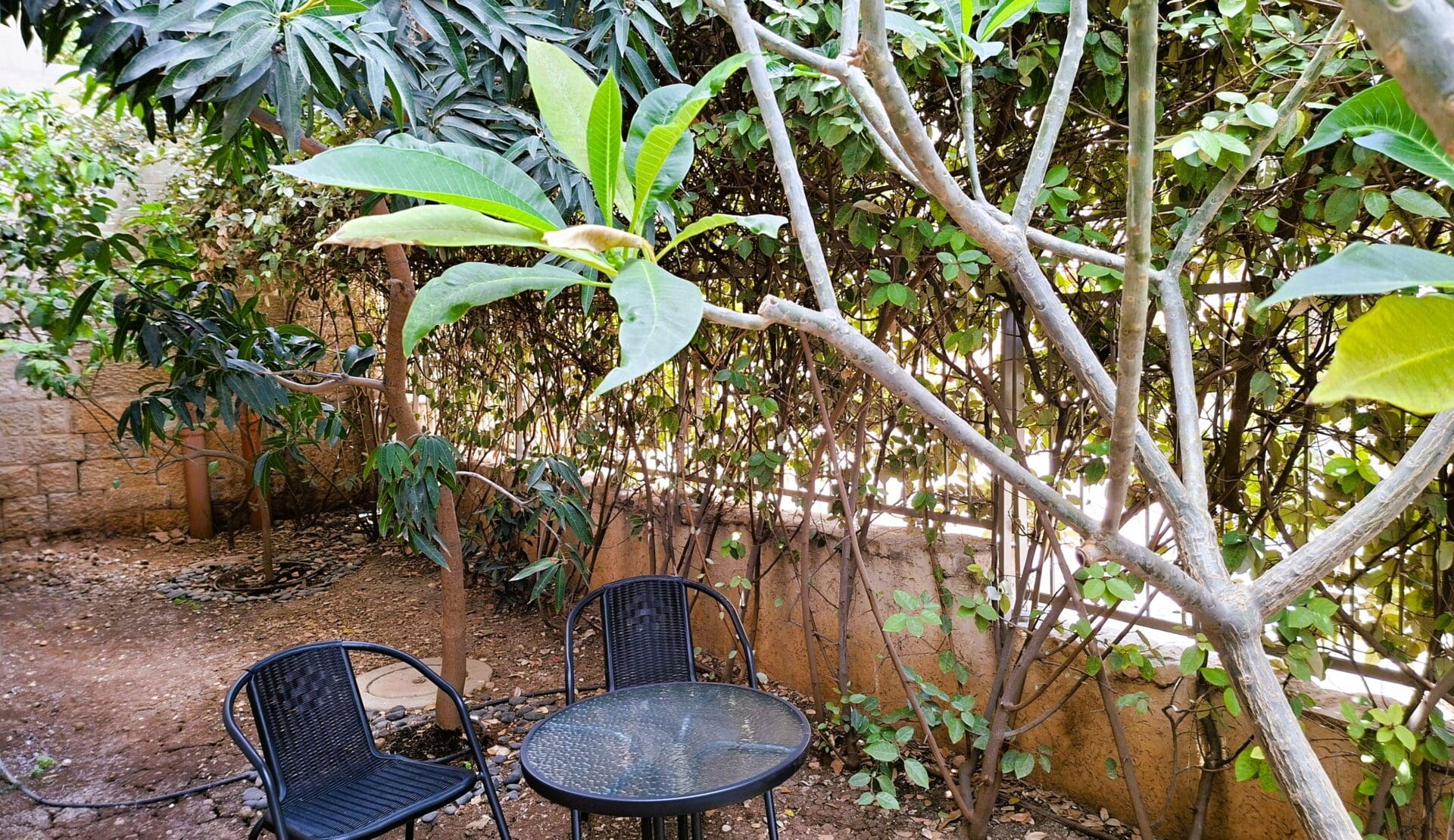 בבית אלדד בק - מבט אל חלקת גן העדן אשר בוואדי סאליב (צילום: רחלי אורבך)