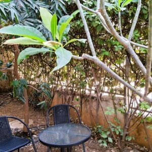 בבית אלדד בק – מבט אל חלקת גן העדן אשר בוואדי סאליב (צילום: רחלי אורבך)