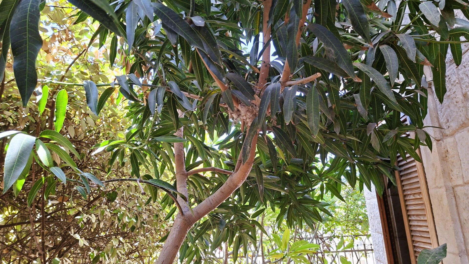 בבית אלדד בק - הגינה, מקום של ירוק, שקט ורוגע (צילום: רחלי אורבך)