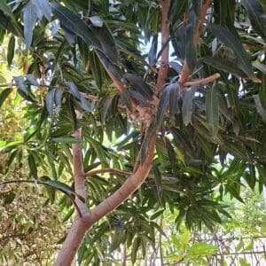 בבית אלדד בק – הגינה, מקום של ירוק, שקט ורוגע (צילום: רחלי אורבך)