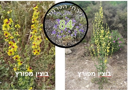 בוצין מפורץ • צילום: דני כץ