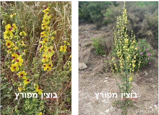 בוצין מפורץ • צילום: דני כץ