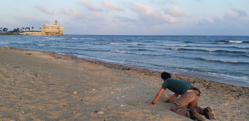 רותם שדה, פקח של רשות הטבע והגנים אוסף קן של צבת ים - צילום ארכיון מהתקופה בה היה במקום מדף חול (צילום: רשות הטבע והגנים)