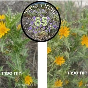 פרח השבוע • חוח ספרדי חוח ספרדי • צילום: דני כץ