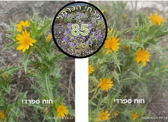 חוח ספרדי • צילום: דני כץ