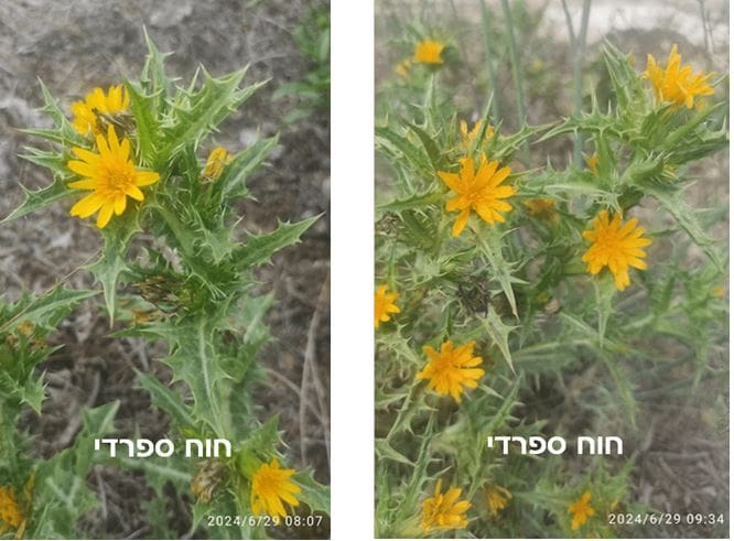 חוח ספרדי • צילום: דני כץ