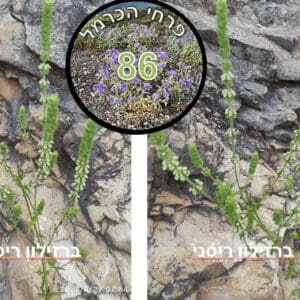 פרח השבוע • ברזילון ריסני ברזילון ריסני • צילום דני כץ