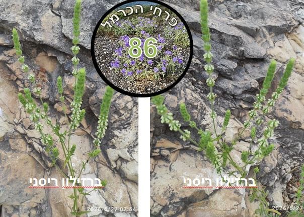 ברזילון ריסני • צילום דני כץ