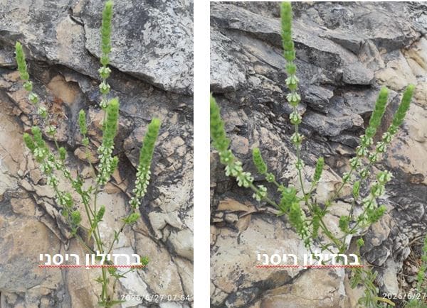 ברזילון ריסני * צילום: דני כץ