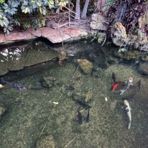 בריכת נוי עם דגים (צילום: ירון כרמי)