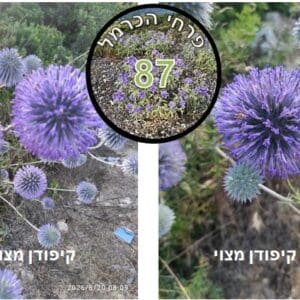 קיפודן מצוי • פרח השבוע קיפודן מצוי • צילום: דני כץ