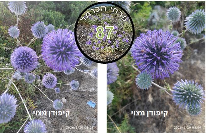קיפודן מצוי • צילום: דני כץ