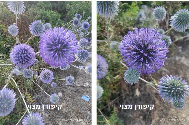 קיפודן מצוי • צילום: דני כץ