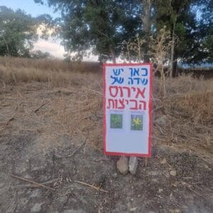 שדה של אירוסים - צמחים מוגנים בסכנה: פעילי סביבה נגד עבודות הפיתוח בפארק האגמים בנשר - שדה הנרקיסים לידו יש את הר העפר שראית. צילמתי בדצמבר 2025 19/7/26 (צילום: מרום בן אריה)