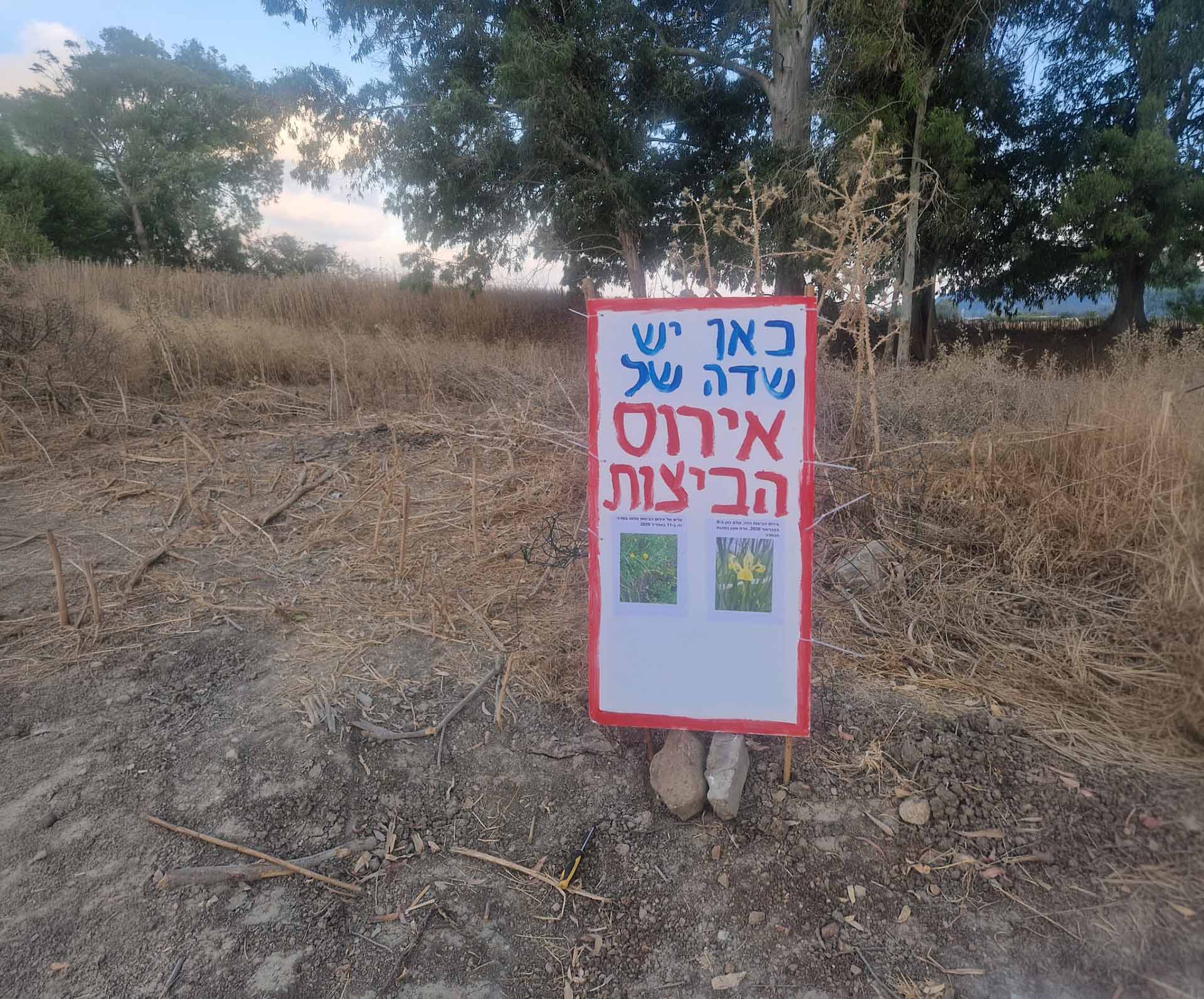 שדה של אירוסים - צמחים מוגנים בסכנה: פעילי סביבה נגד עבודות הפיתוח בפארק האגמים בנשר - שדה הנרקיסים לידו יש את הר העפר שראית. צילמתי בדצמבר 2025 19/7/26 (צילום: מרום בן אריה)