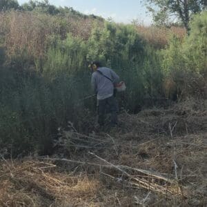 רשות נחל הקישון פתחה במבצע שיקום: מאבק נרחב בצמחים פולשים על גדות הנחל 21/7/26 (צילום: רשות נחל הקישון)