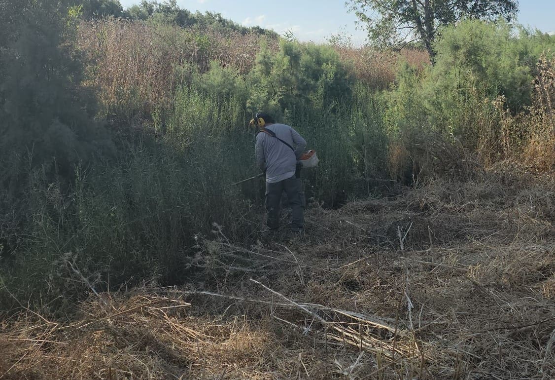 רשות נחל הקישון פתחה במבצע שיקום: מאבק נרחב בצמחים פולשים על גדות הנחל 21/7/26 (צילום: רשות נחל הקישון)