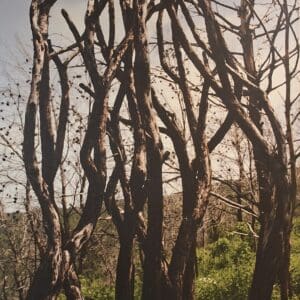 בתערוכת סלמאן אבו רוכן – העץ השרוף – "בין הירוק לנשרף" – משכן העמותה לתולדות חיפה (צילום: רחלי אורבך)