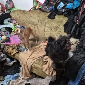 22 animals rescued from neglected apartment in Kiryat Ata 22 animals rescued from neglected apartment in Kiryat Ata - Various types of animals were rescued from a private home in Kiryat Ata 23/7/26 (Photo: Ministry of Agriculture and Food Security)