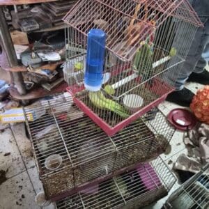 22 בעלי חיים חולצו מדירת הזנחה בקריית אתא – תוכי בג׳ונגל של הזנחה: 22 בעלי חיים מסוגים שונים חולצו מבית פרטי בקריית אתא 23/7/26 (צילום: משרד החקלאות וביטחון המזון)