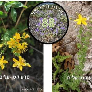 Small-leaved primrose • Flower of the week Small-leaved phlox • Photo: Danny Katz