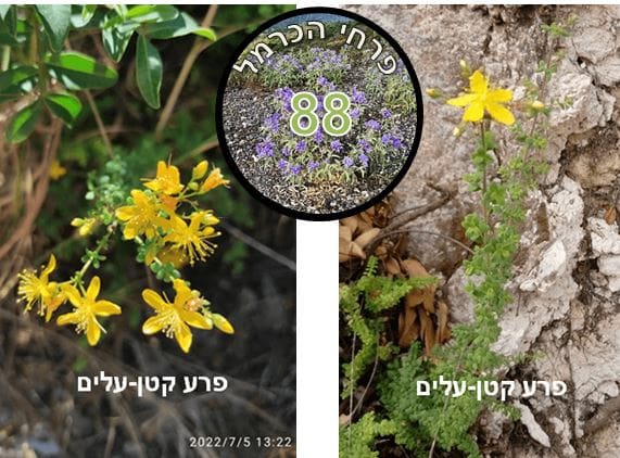 פרע קטן-עלים • צילום: דני כץ