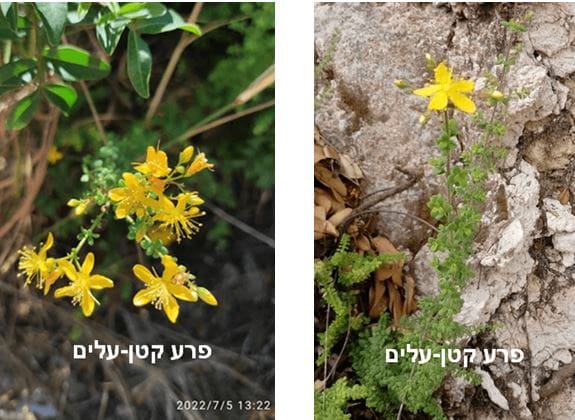 פרע קטן-עלים • צילום: דני כץ