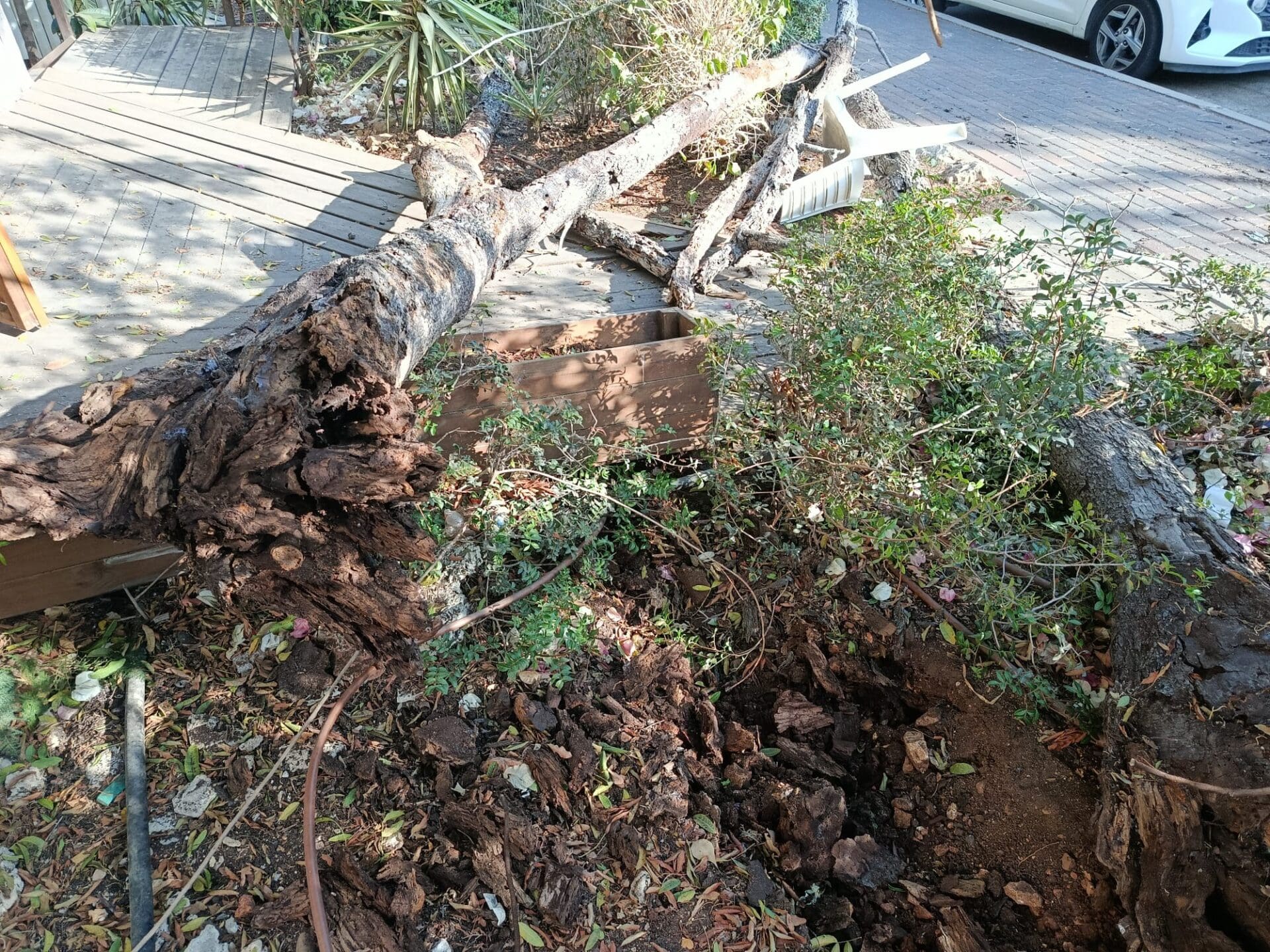 עץ קרס ברחוב התיכון בחיפה – בנס לא נפגע איש 25/7/26 (צילום: חגית אברהם)