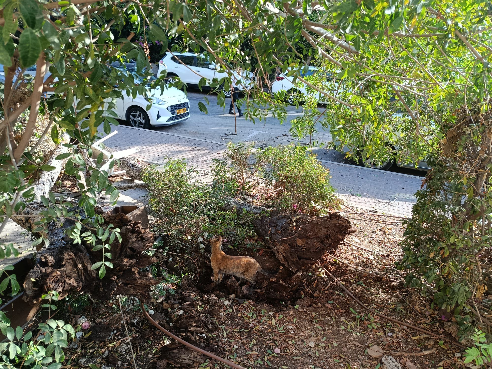 עץ קרס ברחוב התיכון בחיפה – בנס לא נפגע איש 25/7/26 (צילום: חגית אברהם)