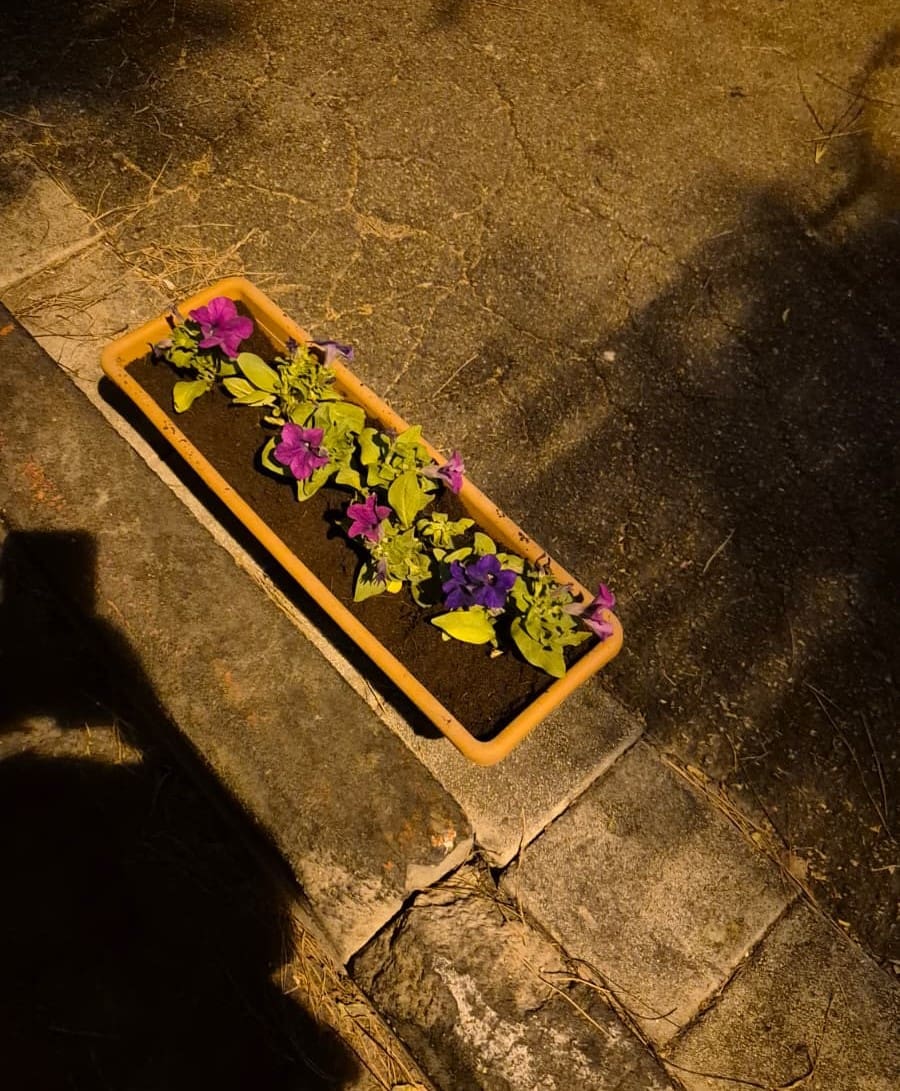 פעילי ״רוב העיר״ הציבו אדניות פרחים ברחוב פינסקי למניעת חניה על המדרכה (צילום: רוב העיר)