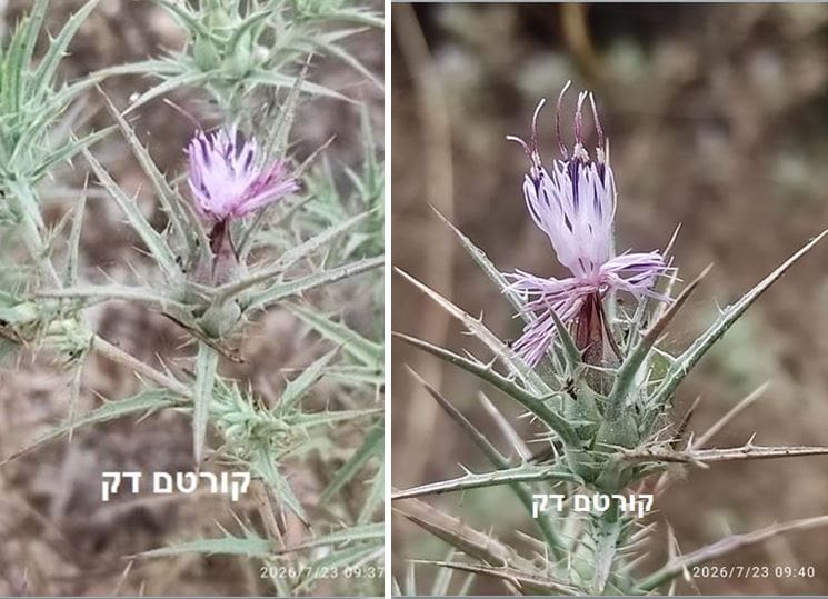 קורטם דק • צילום: דני כץ