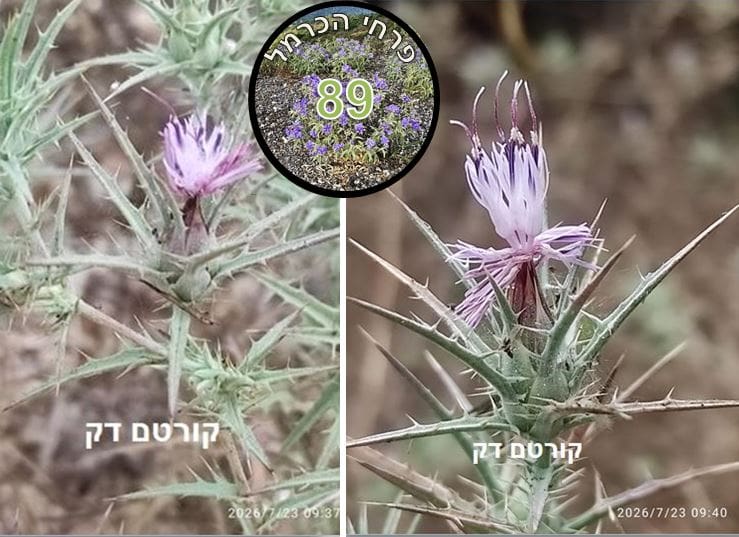 קורטם דק • צילום: דני כץ