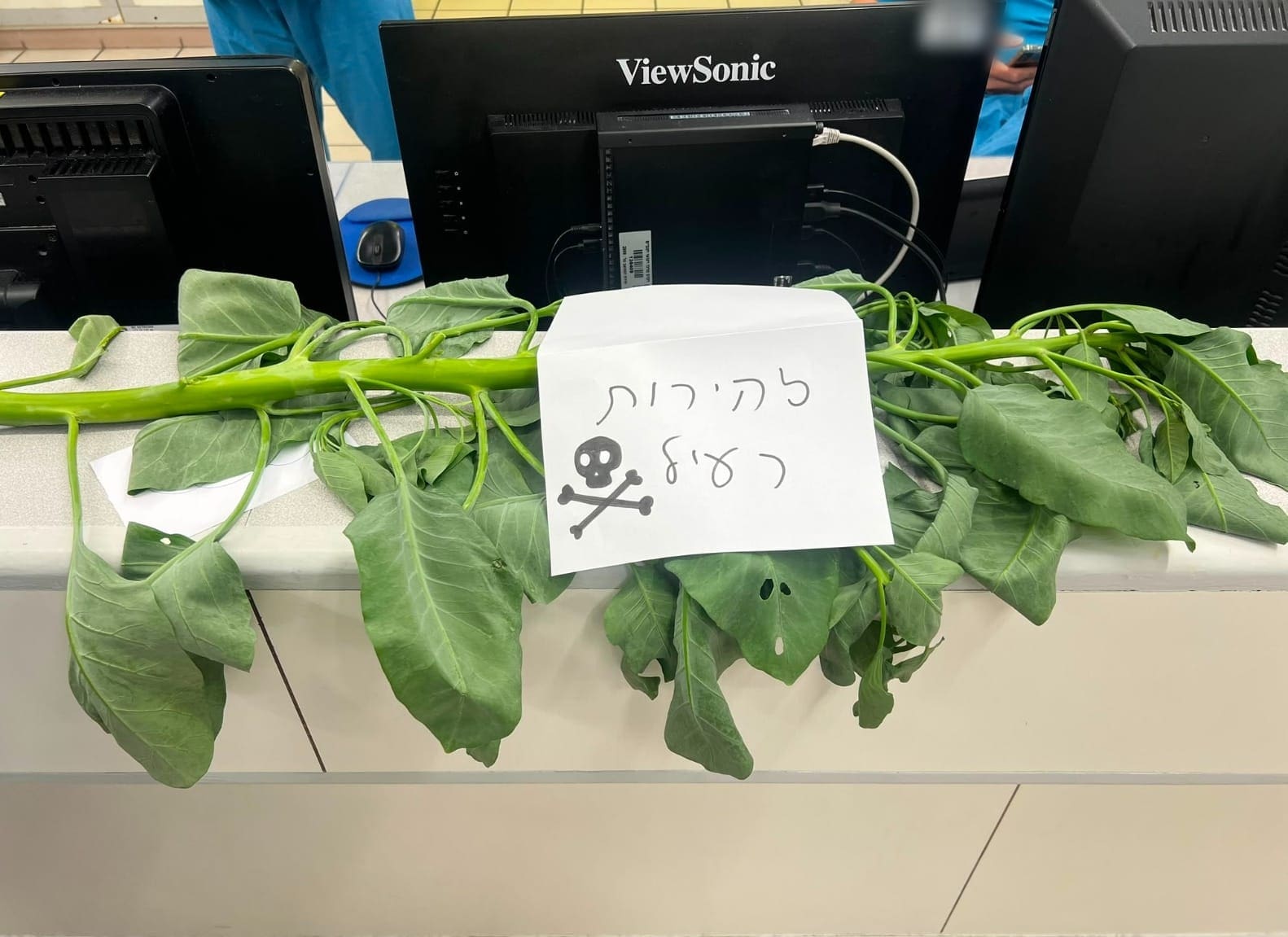 הצמח שהובא לרמב