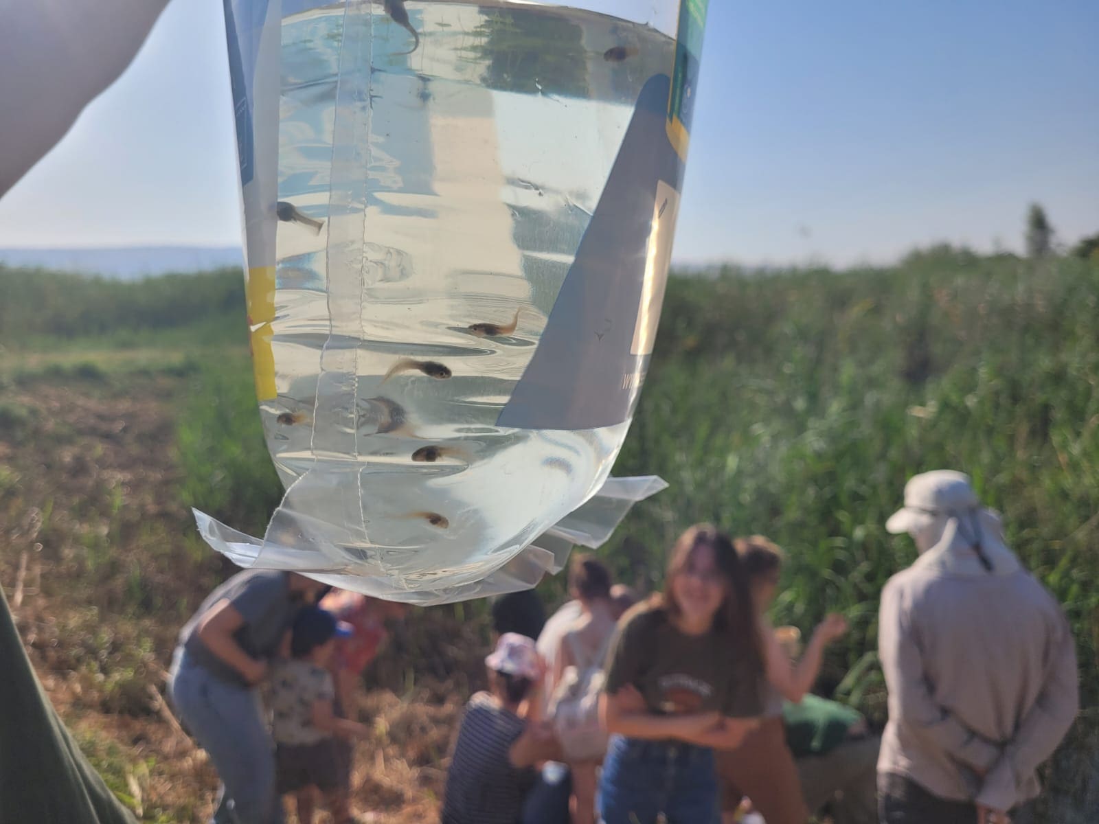 יותר מ-250 צפרדעי עגולשון שחור גחון הושבו לשמורת הטבע החולה 5/8/26 (צילום: רשות הטבע והגנים)
