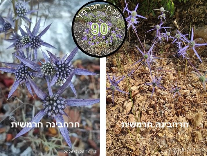 חרחבינה חרמשית • צילום: דני כץ