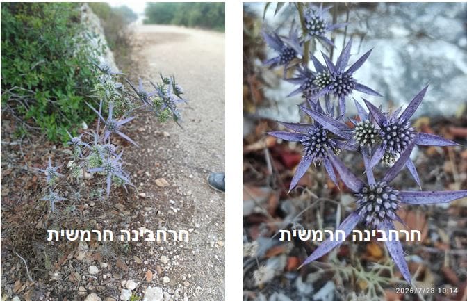 חרחבינה חרמשית • צילום: דני כץ