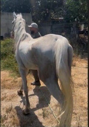 סוס חולץ (צילום: משרד החקלאות)