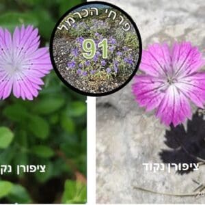 ציפורן נקוד – פרח השבוע ציפורן נקוד • צילום: דני כץ