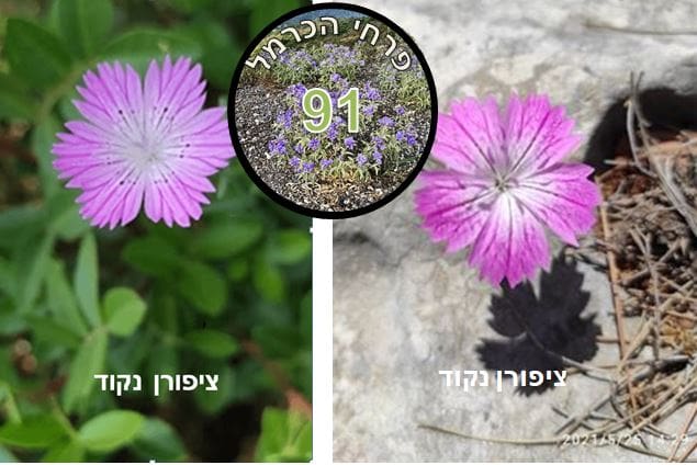 ציפורן נקוד • צילום: דני כץ