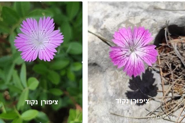 ציפורן נקוד • צילום: דני כץ