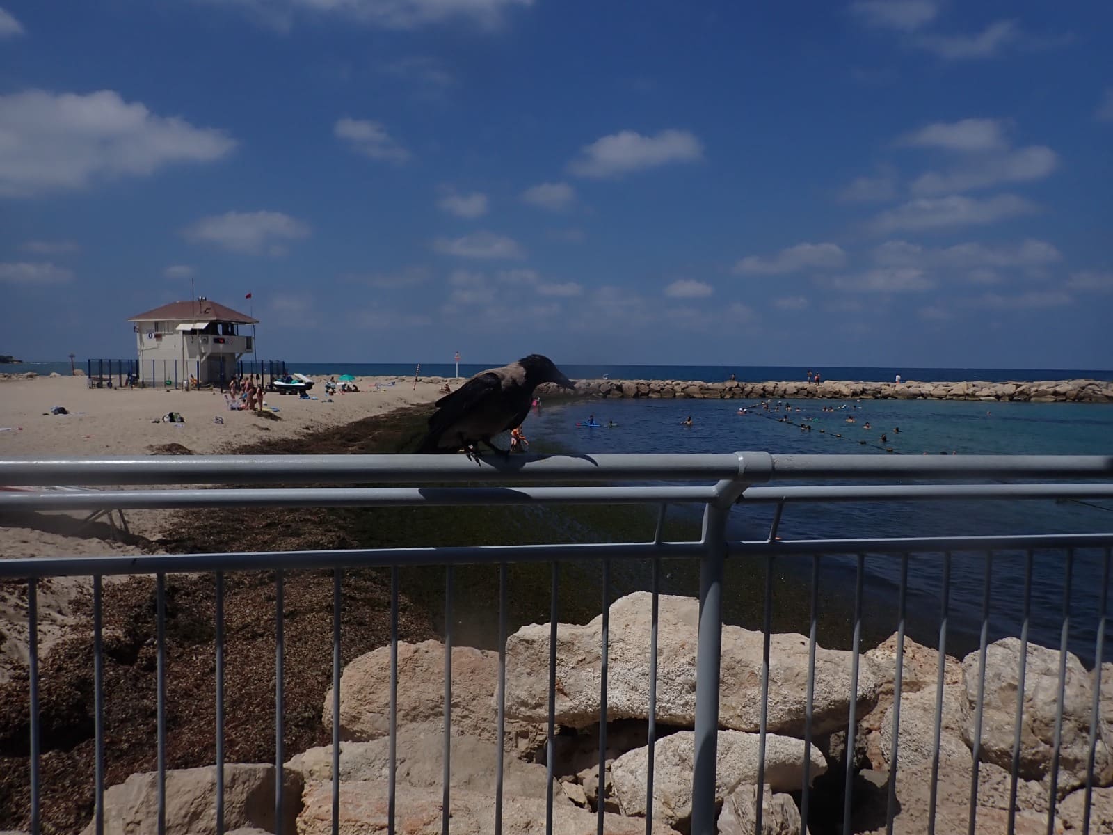 מסת אצות ענקית מציפה את חוף בת גלים בחיפה 20/8/26 (צילום: לורי הלב שבמים, מוטי מנדלסון)