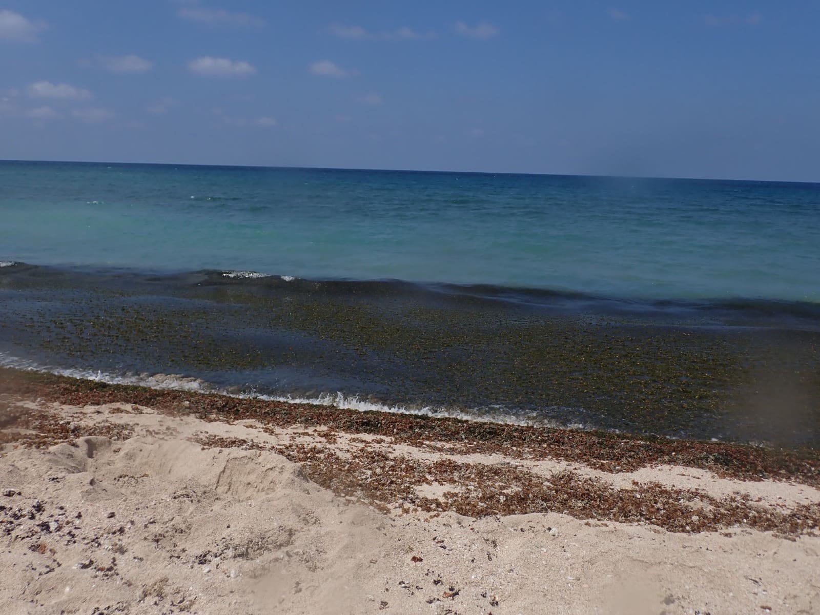 מסת אצות ענקית מציפה את חוף בת גלים בחיפה - עירו בצבעים... מים לבנים ומרבד אצות בין הרכבל לקזינו 20/8/26 (צילום: מוטי מנדלסון)
