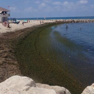 מסת אצות ענקית מציפה את חוף בת גלים בחיפה - הבלילה הענקית של אצת הקודיום 20/8/26 (צילום: מוטי מנדלסון)