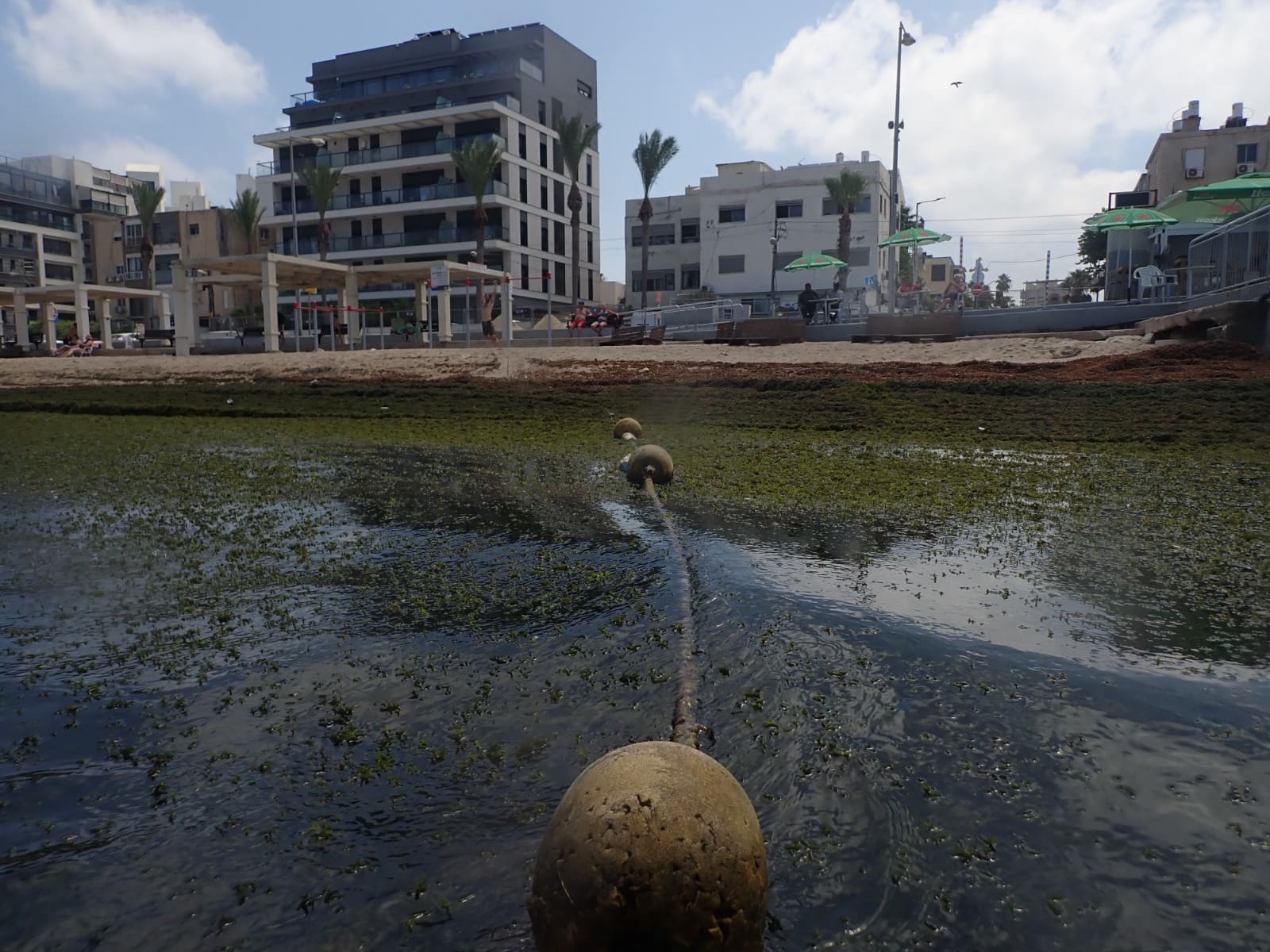 מסת אצות ענקית מציפה את חוף בת גלים בחיפה 20/8/26 (צילום: מוטי מנלדסון)