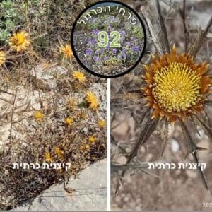 קיצנית כרתית • פרח השבוע קיצנית כרתית • צילום: דני כץ